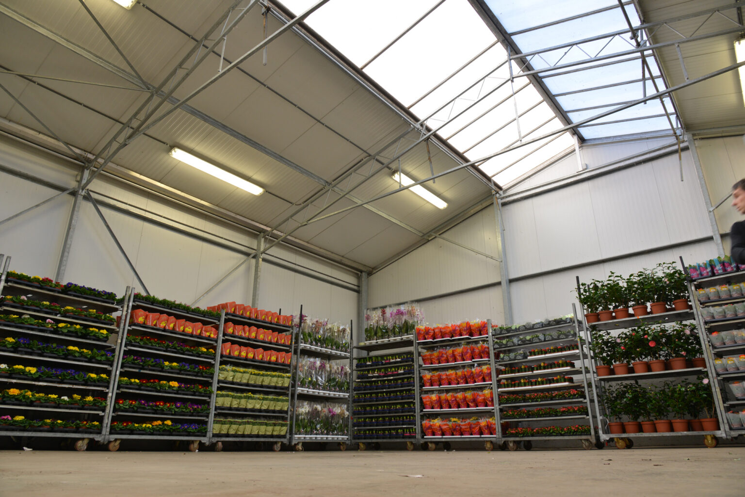 Palettes d'assortiment de plantes