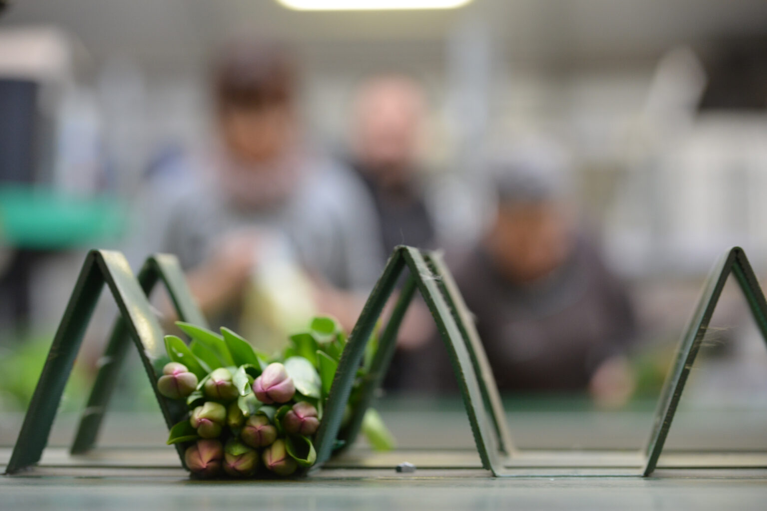 Préparation d'un bouquet de tulipes