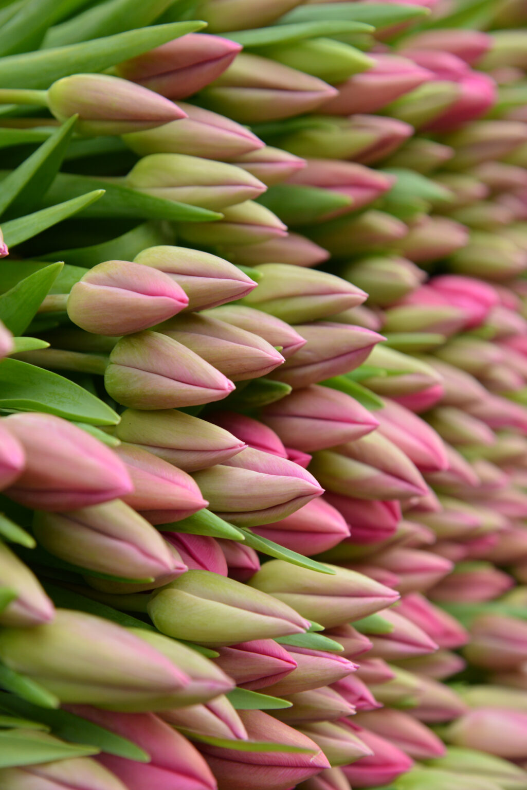 Assortiment de tulipes coupées