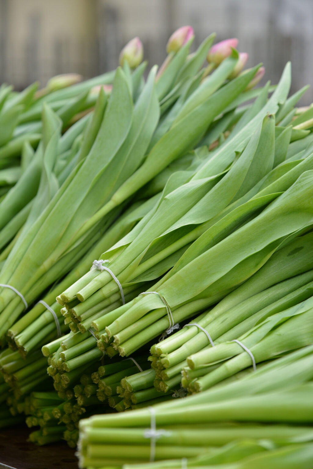 Bouquets de tulipes assemblés