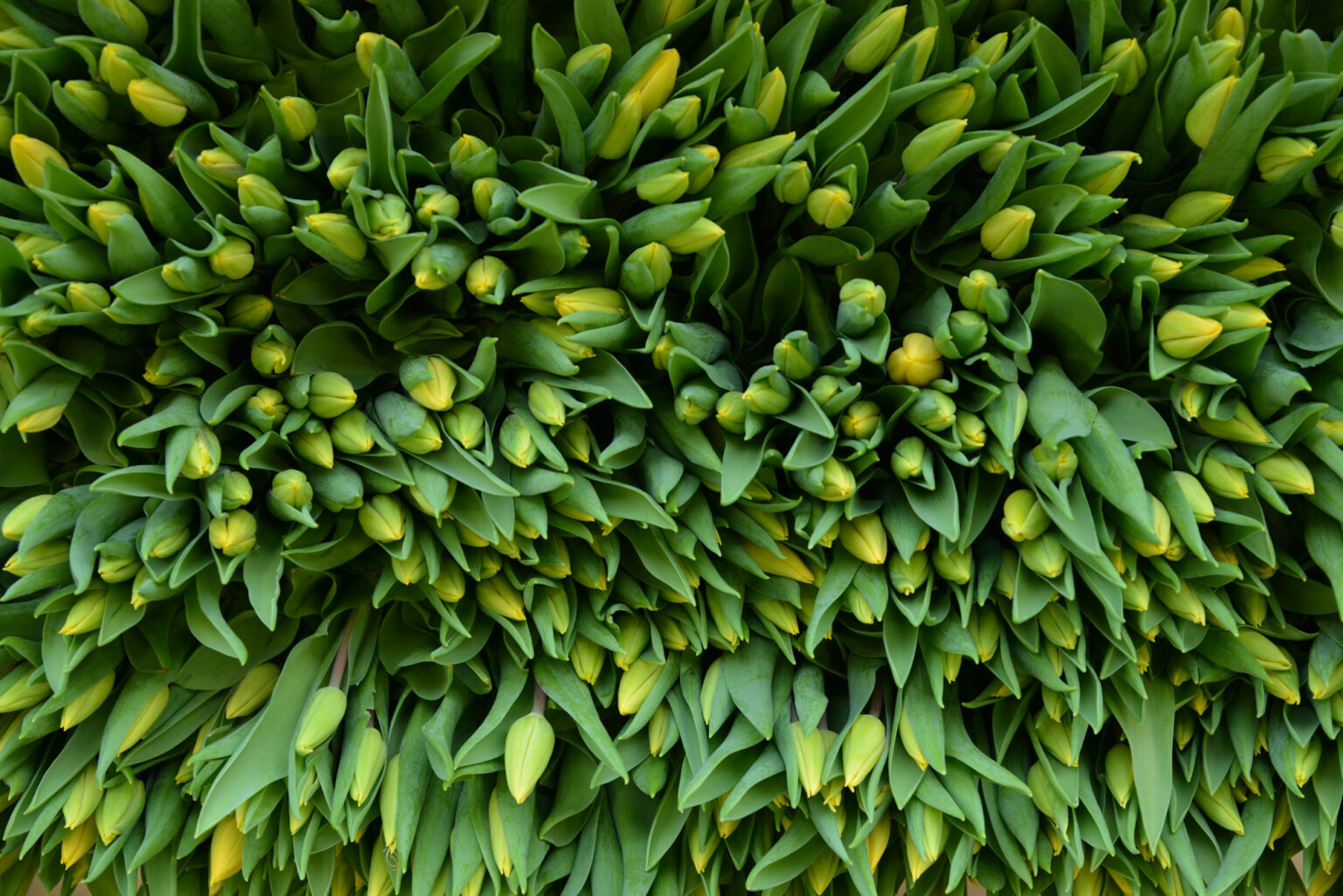 Europlantes - Spécialiste du Retail. Assortiments réguliers et optimisés en Wallonie Bruxelles et Grand Duché du Luxembourg