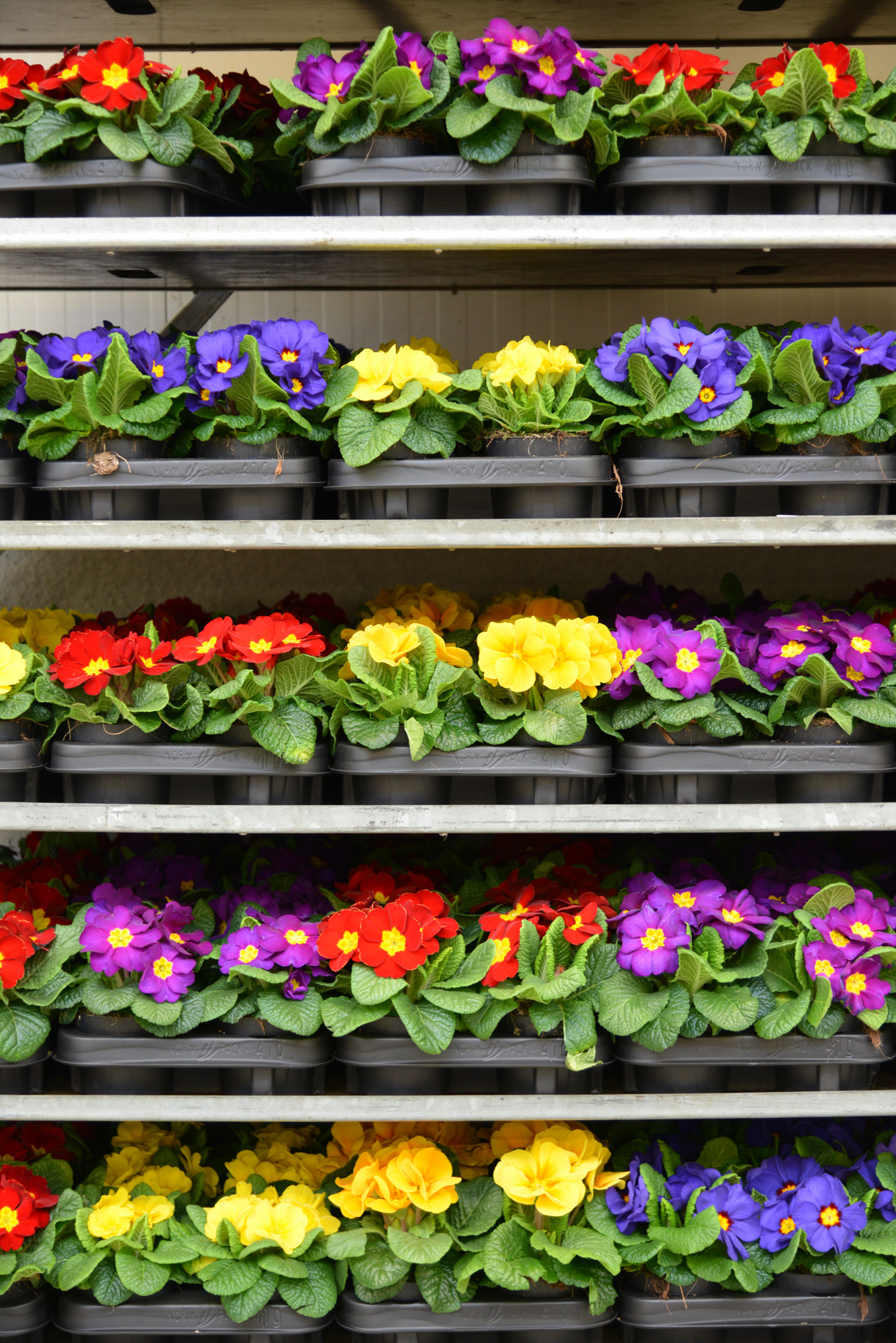 Europlantes, spécialiste du retail rentabilité, fraicheur et qualité