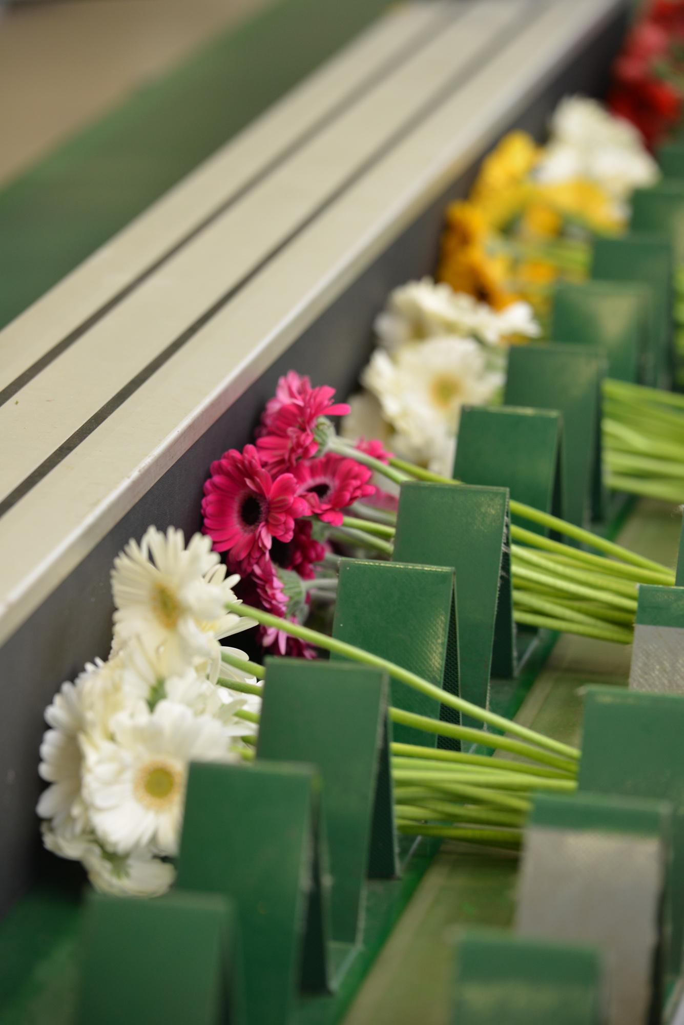 Mise en bouquet des gerberas
