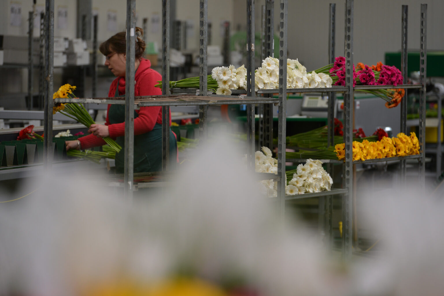 Différentes plantes mises sur étagères