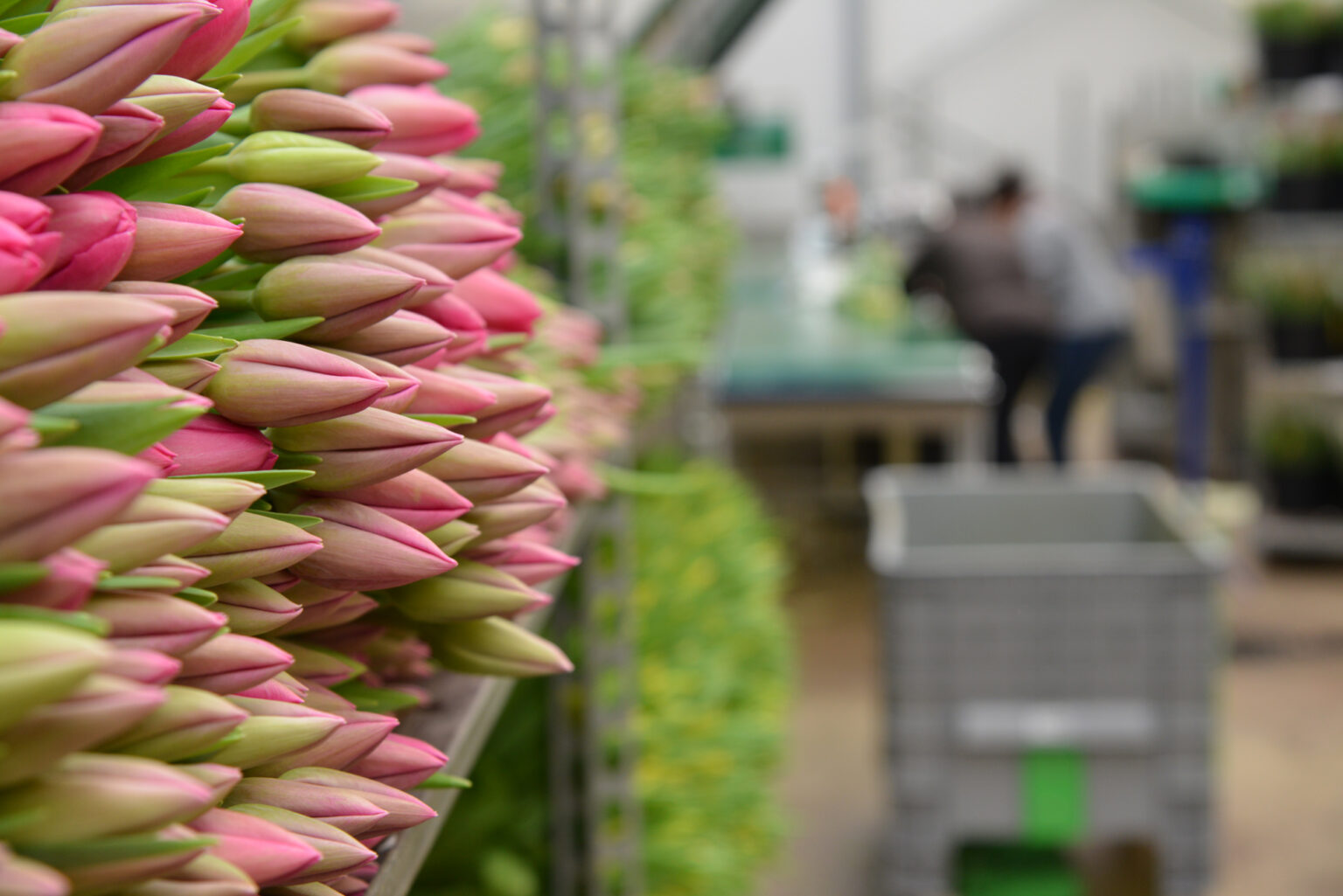 Fleuriste de la grande distribution avec des tulipes fraîches préparées en atelier avant la mise en rayon