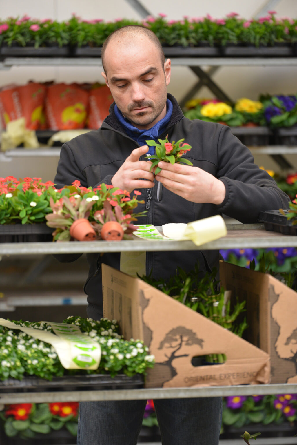 Mise en pot par votre fournisseur de fleurs et de plantes