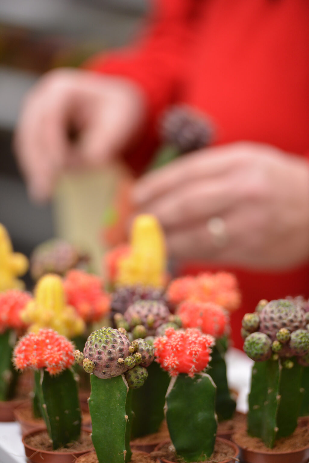 Mise en pot de petits cactus