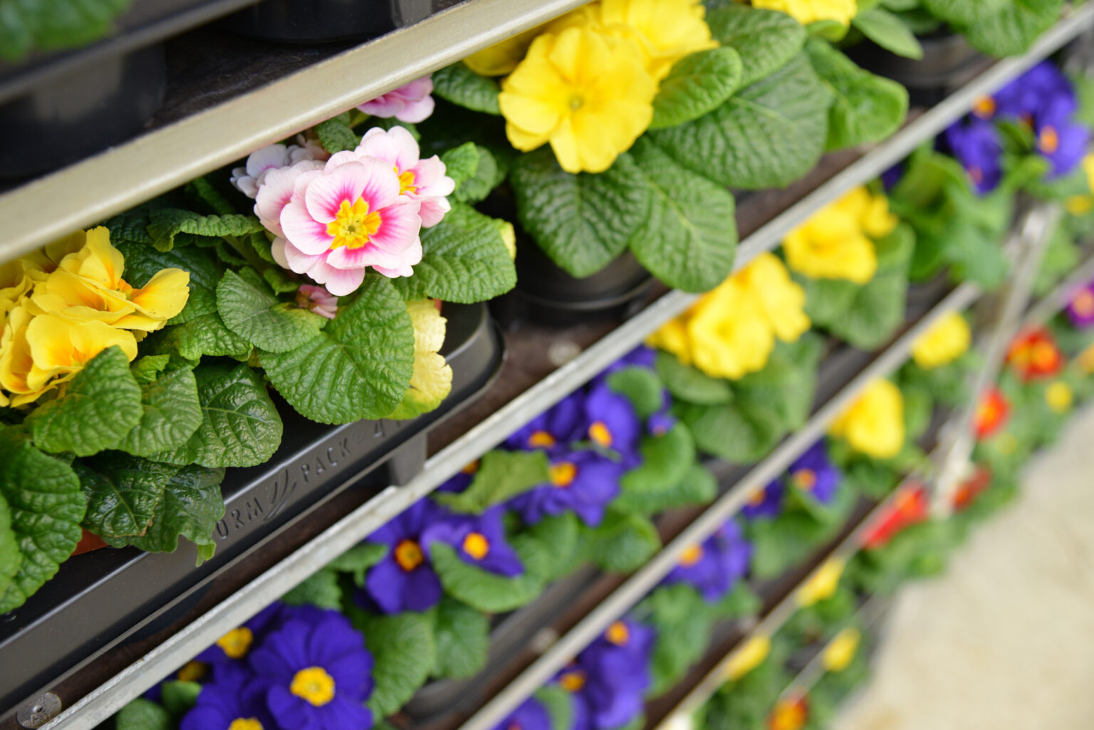 Europlantes - Spécialiste du Retail. Volume, fraicheur et logistique maitrisée en Wallonie Bruxelles et Grand Duché du Luxembourg