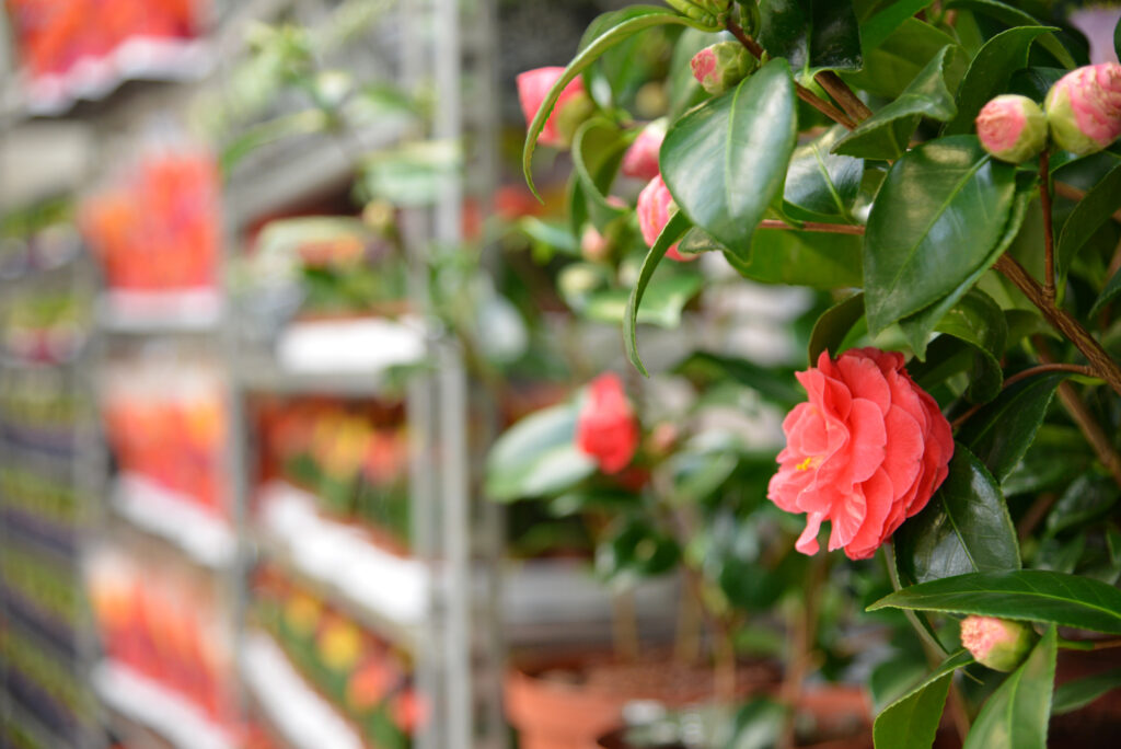 Que planter en janvier ?