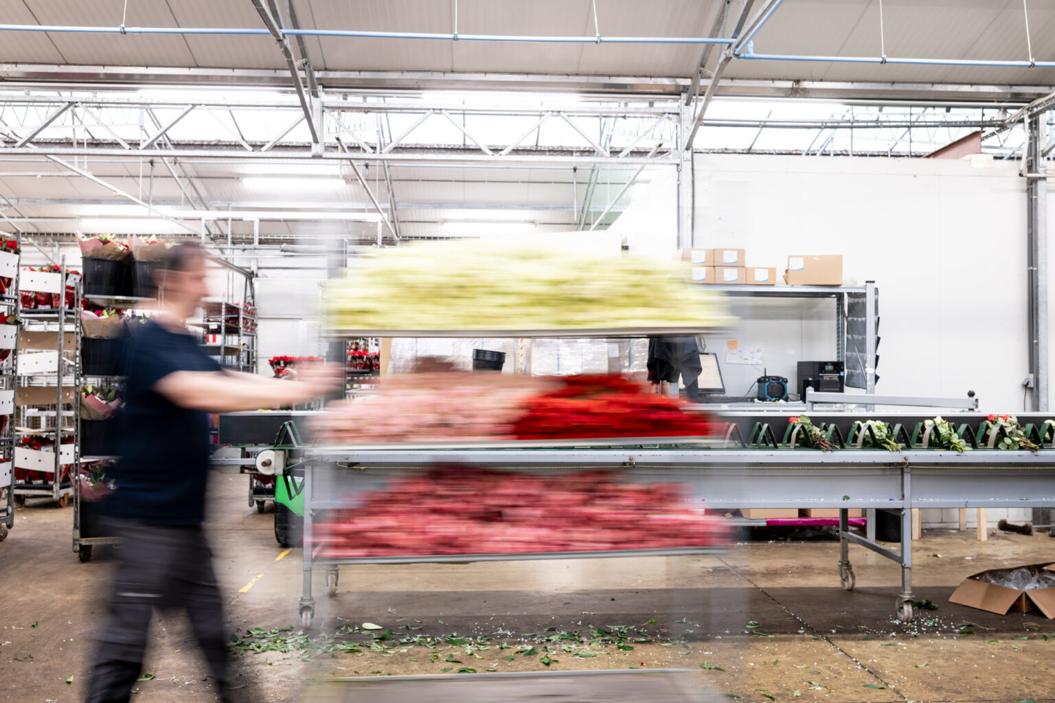 Palettes de plantes préparée pour livraison