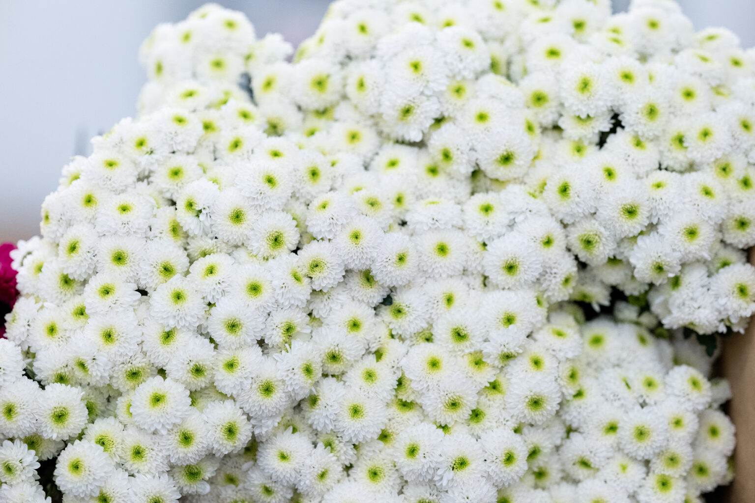 Fleurs coupées chez Europlantes