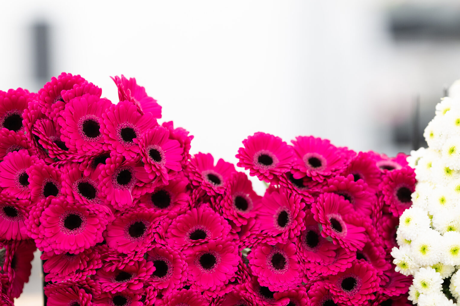 Assortiment de fleurs coupées chez Europlantes