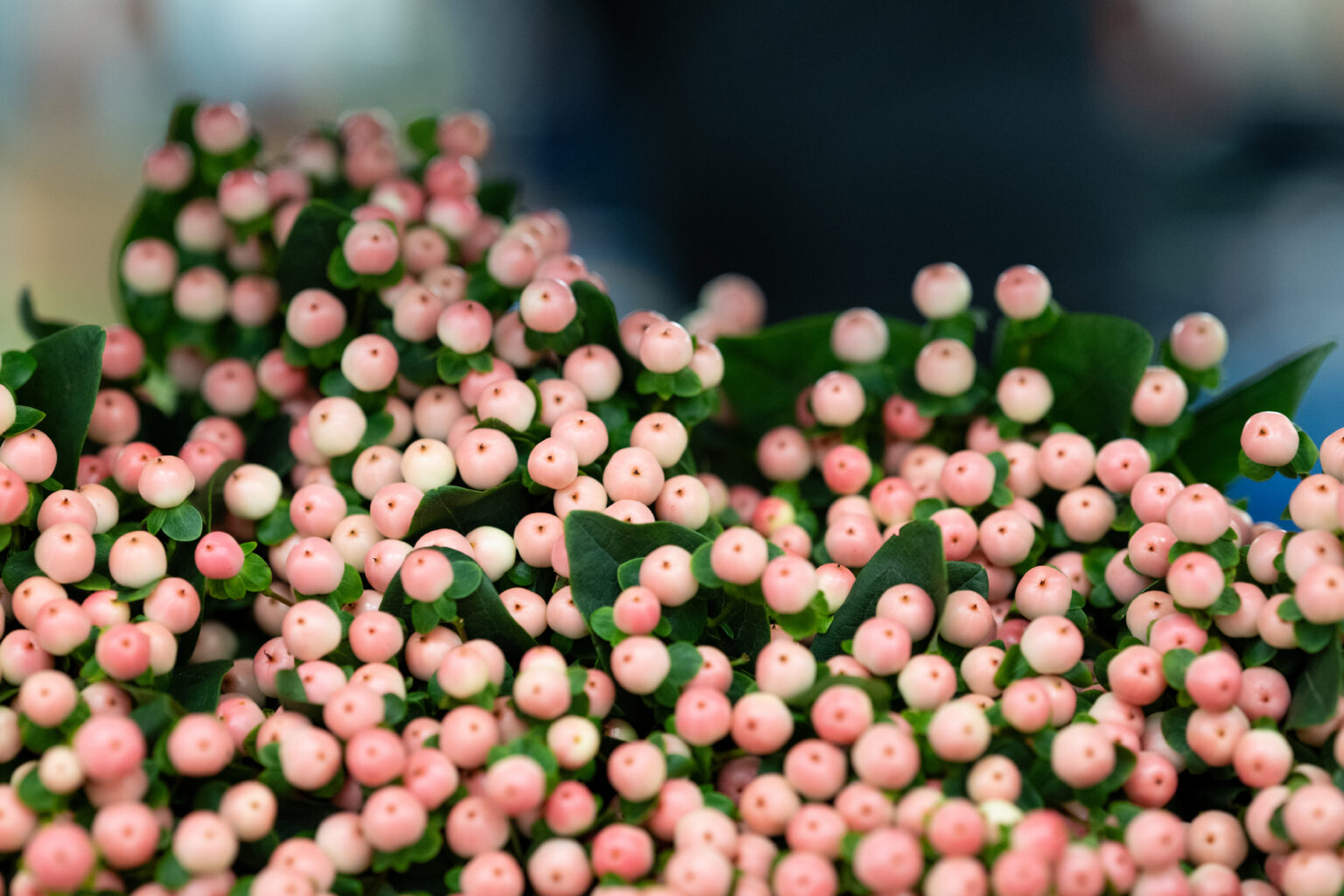 Assortiment de fleurs coupées chez Europlantes
